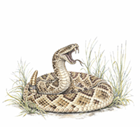 Rattlesnake