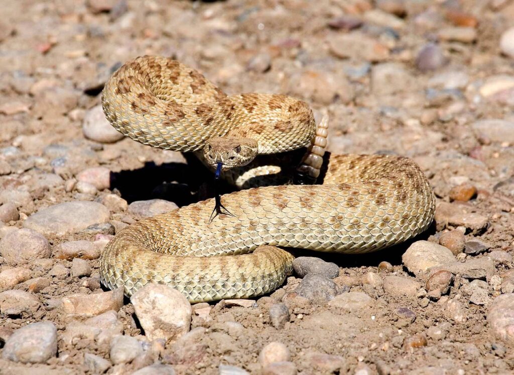 Snake Skin Leather from a Prairie Rattlesnake