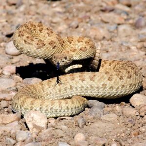 Snake Skin Leather from a Prairie Rattlesnake