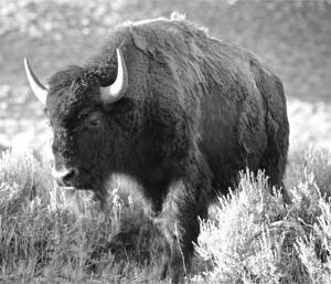 Bison vs Buffalo