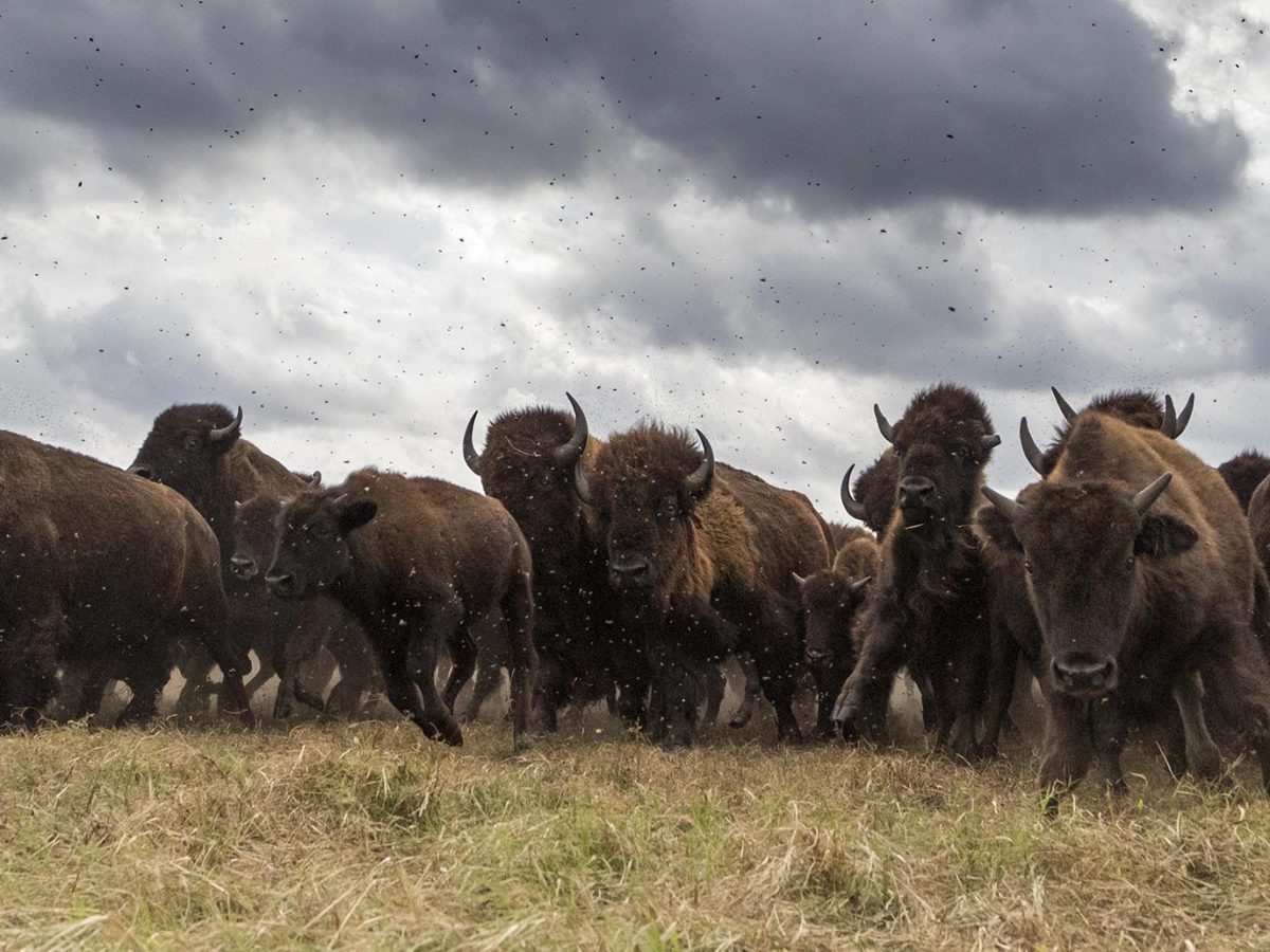Near Extinction and Conservation of - Buffalo Company