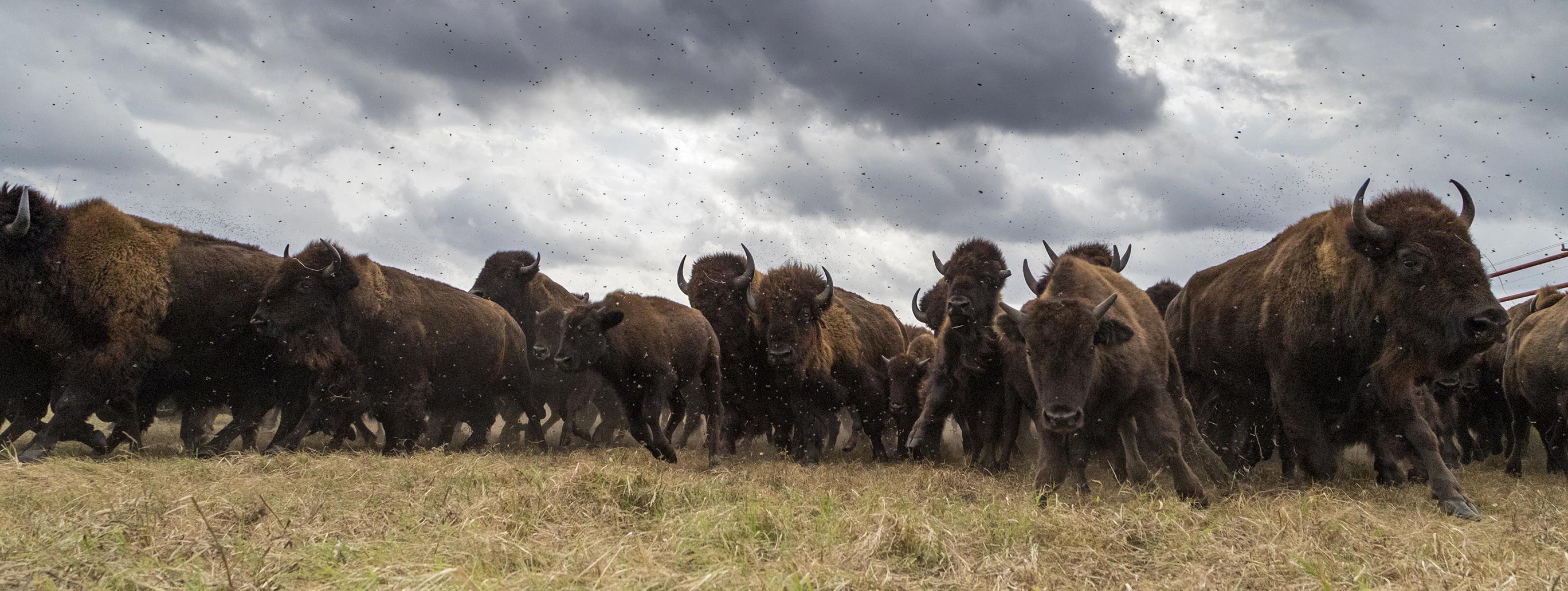 american bison stampede