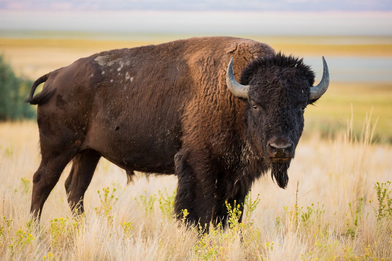 American Bison are not true buffalo.