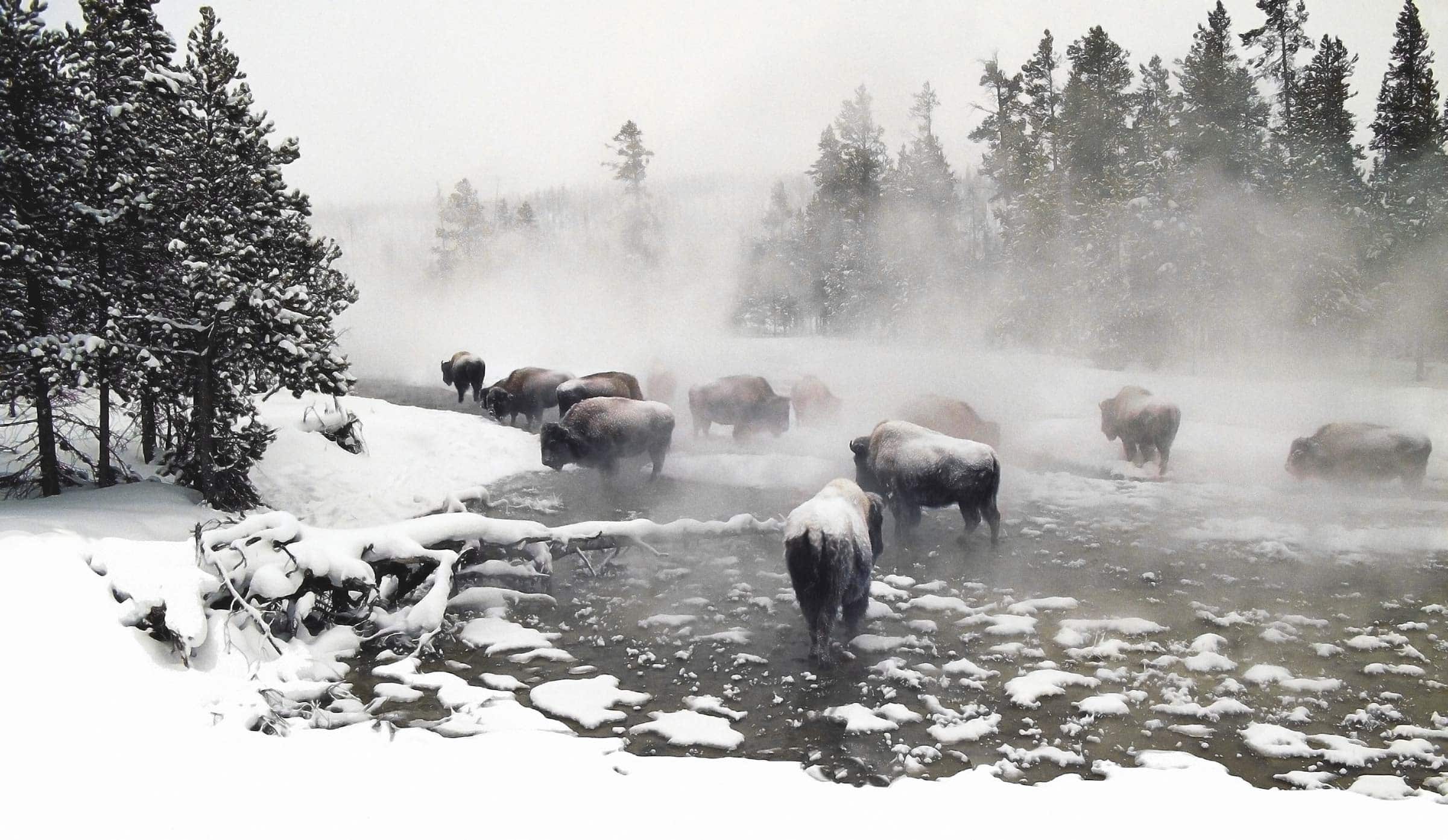 Bison Herd on a frozen river