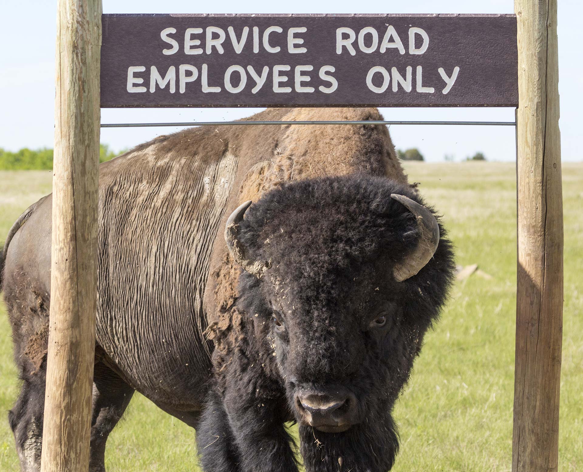Buffalo next to a "service road" sign