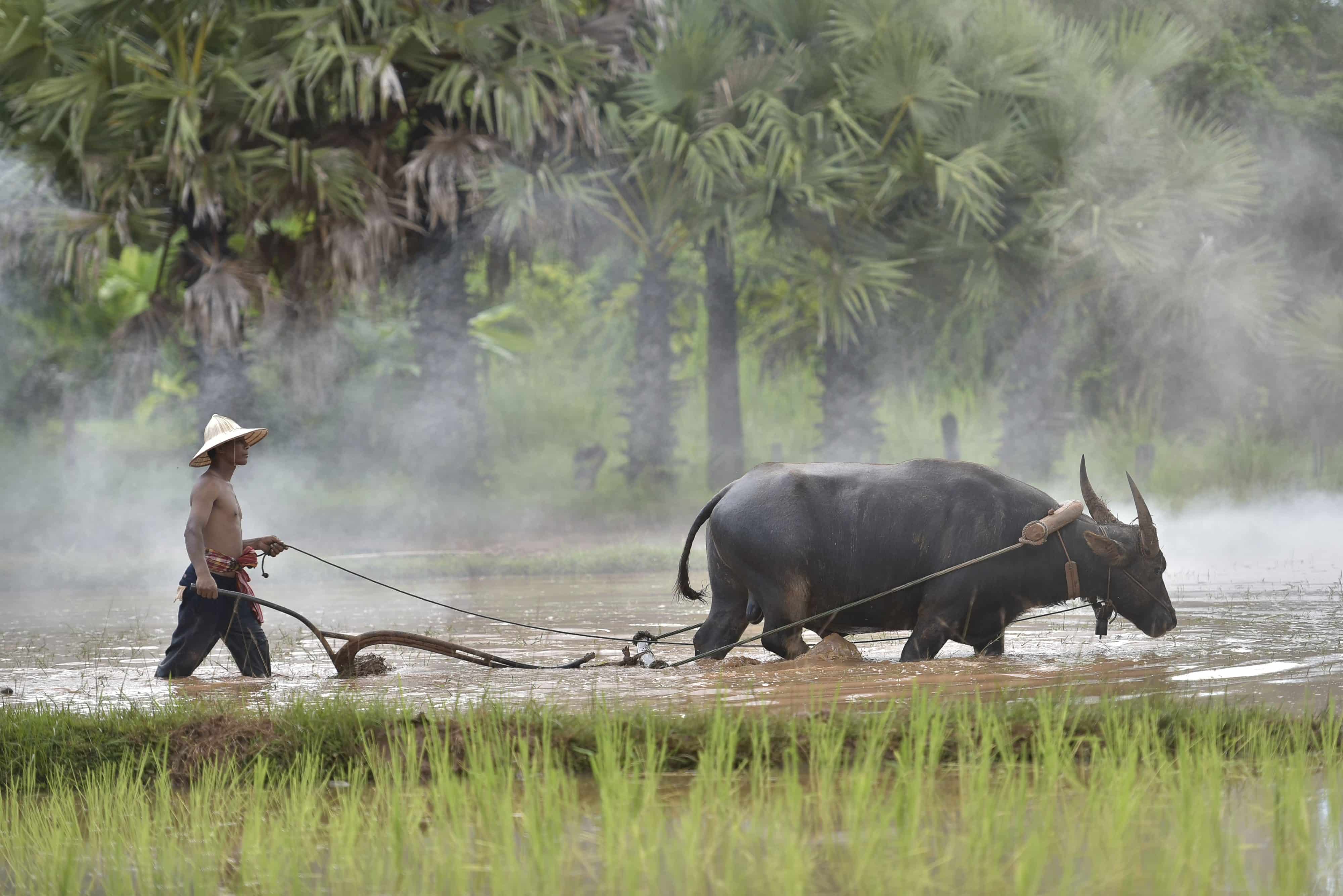Water Buffalo Plowing Rice Paddy