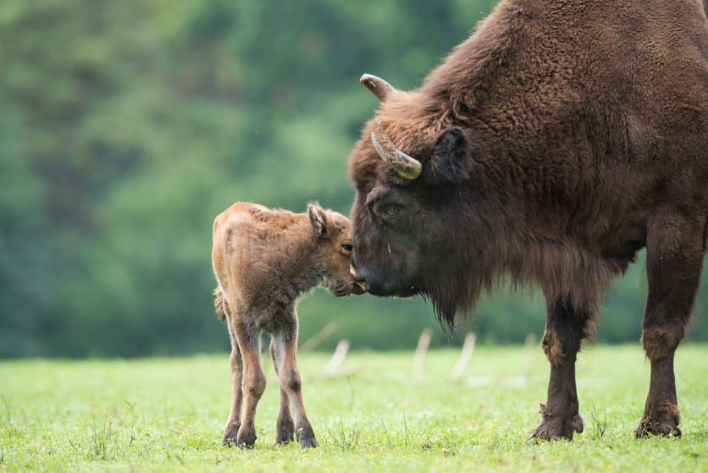 Baby Buffalo with its mother