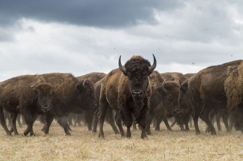 Conservation brought Bison back from near extinction