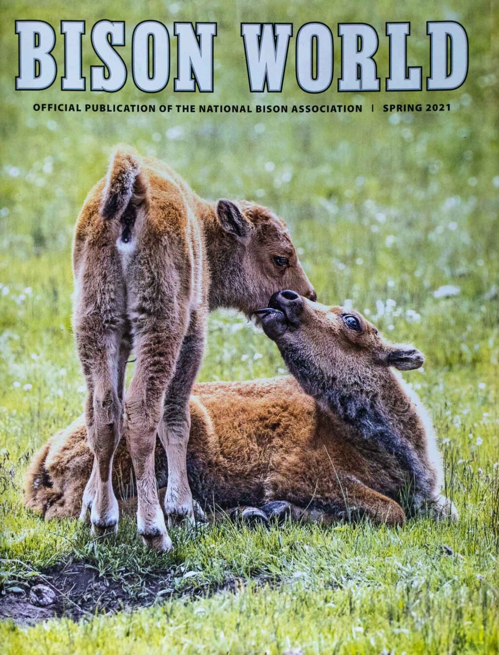 Bison World Magazine | Buffalo Billfold Company