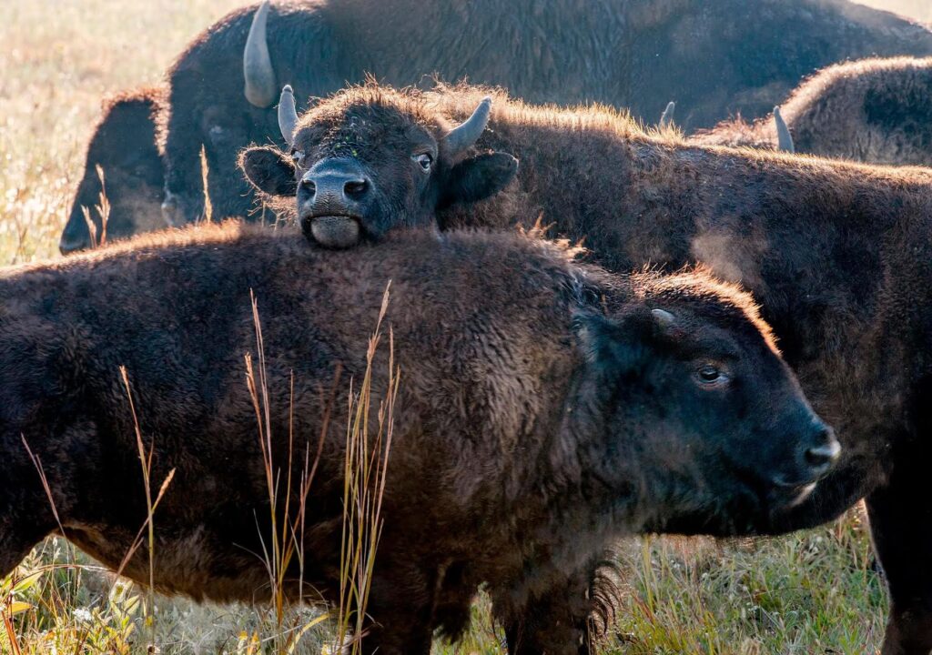 Dakota Sweet Grass Bison Ranch